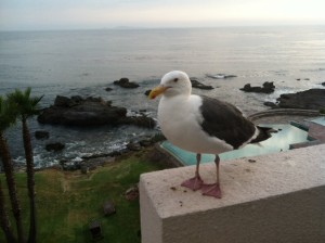Our pet sea gull waiting for crackers